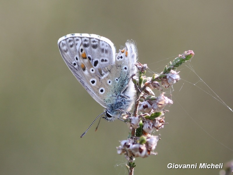 Lysandra Bellargus